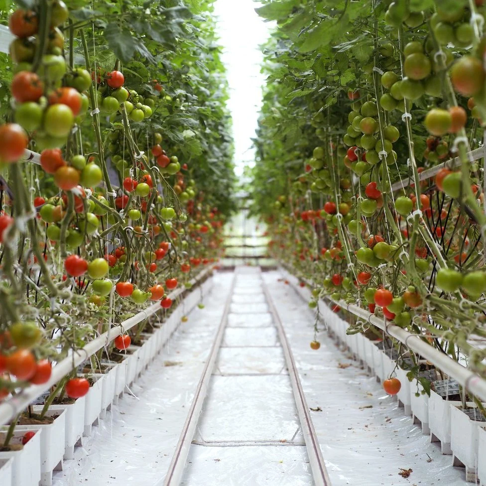 Marco de acero galvanizado Multi-Span / plástico de película invernadero con sistema de riego Hydroponics Para fresas/Flores/Verduras