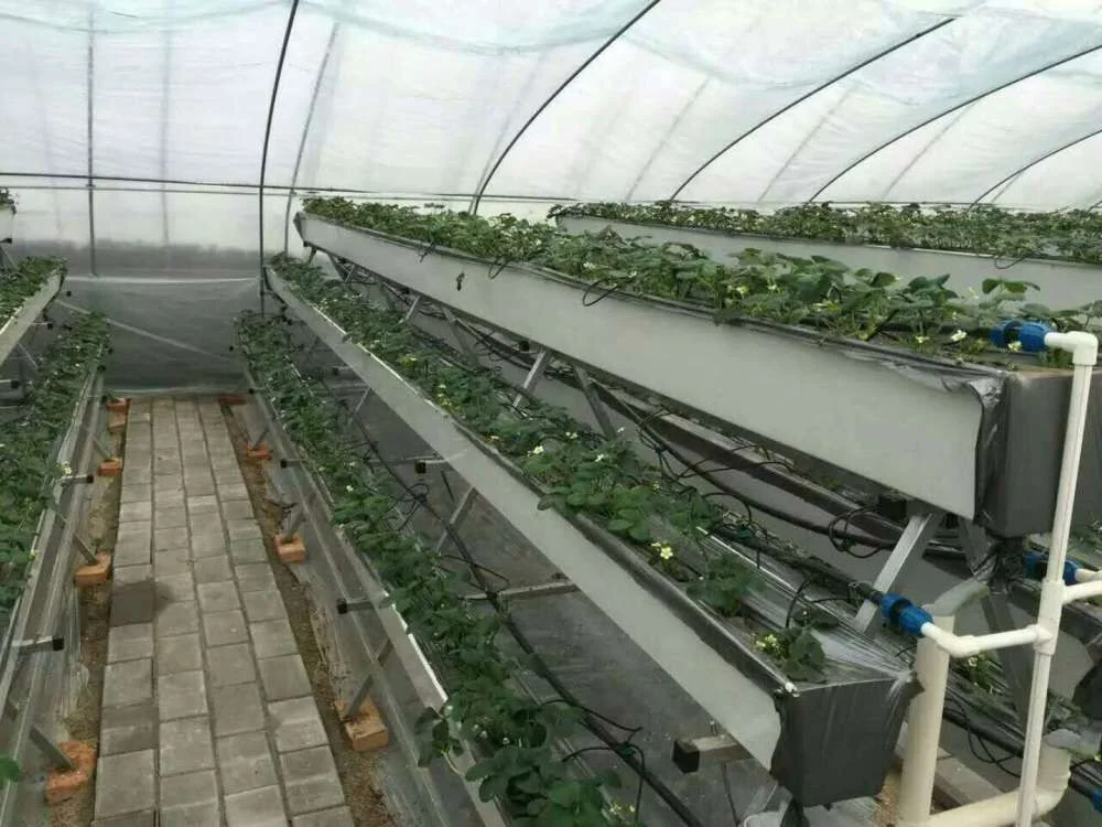 Hohe Produktion Morden Gewächshaus Erdbeere Pflanzung Rinne Hydroponic Growing System