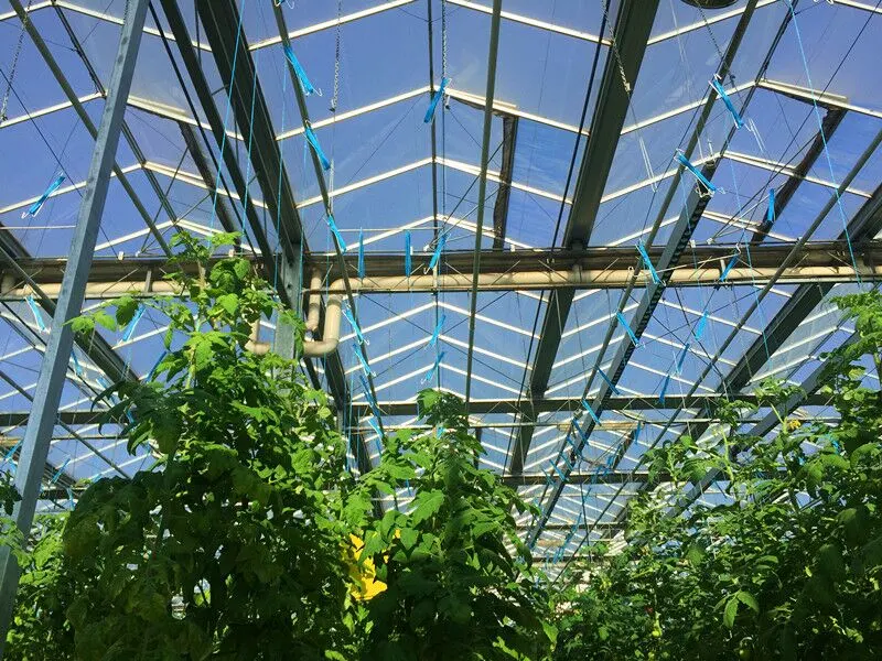 Premium Quality Glass Greenhouse with Good Transmittance for Vegetables/Fruits/Flowers