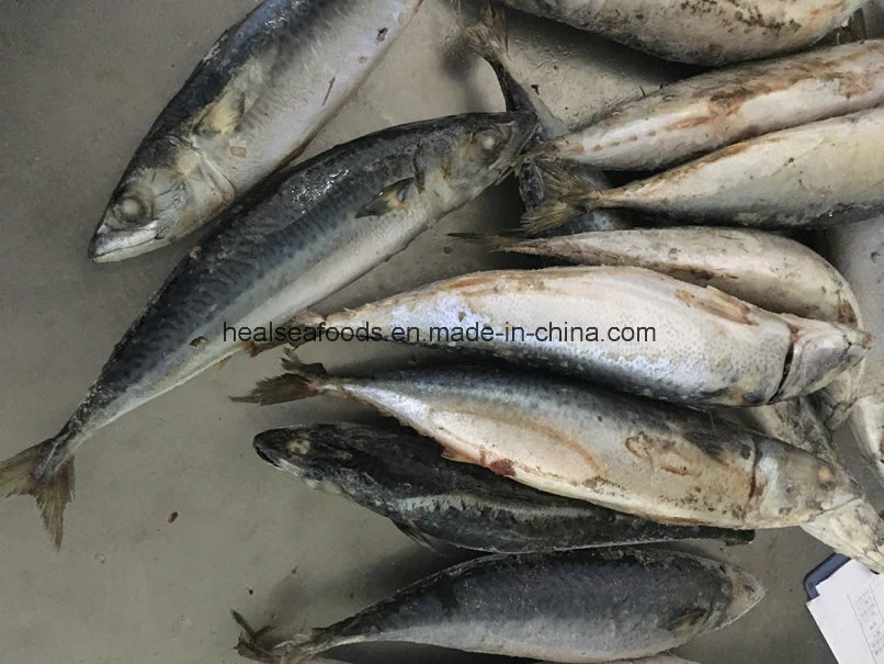 Frozen Mackerel on Board with Best Quality