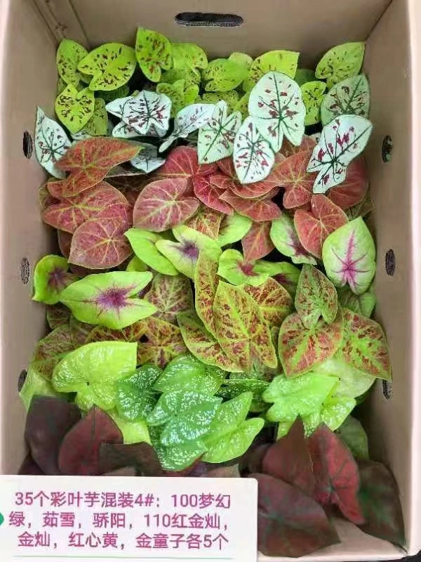 Caladium Bicolor Ait Vent Mix Color Ornamental Plant