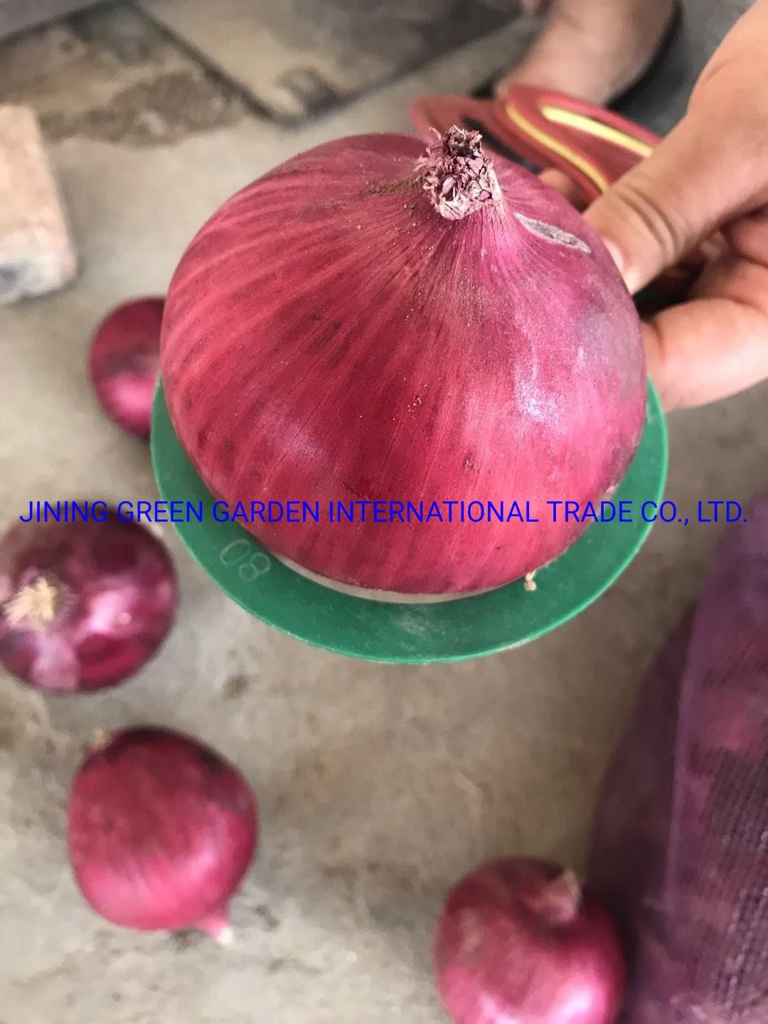 Onion,Red Onion,Round Red Onion,Fresh Round Red Onion,China Chinese Fresh Round Red Onion,2021 New China Fresh Round Red Onion,5-8cm Bulb Fresh Round Red Onion