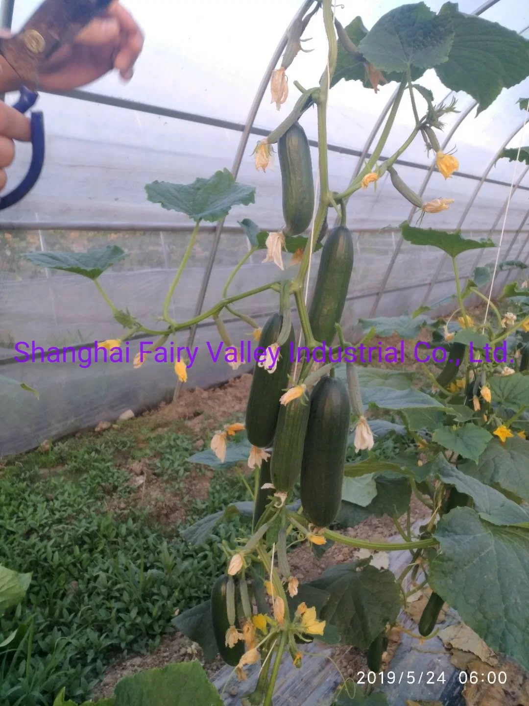 High Yield Hybrid Fruit Cucumber Samen für wachsende-reiche Lord No. 4