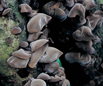 Nationale ökologische Umwelt des ersten Landes, Auricularia Auricularia Extrakt