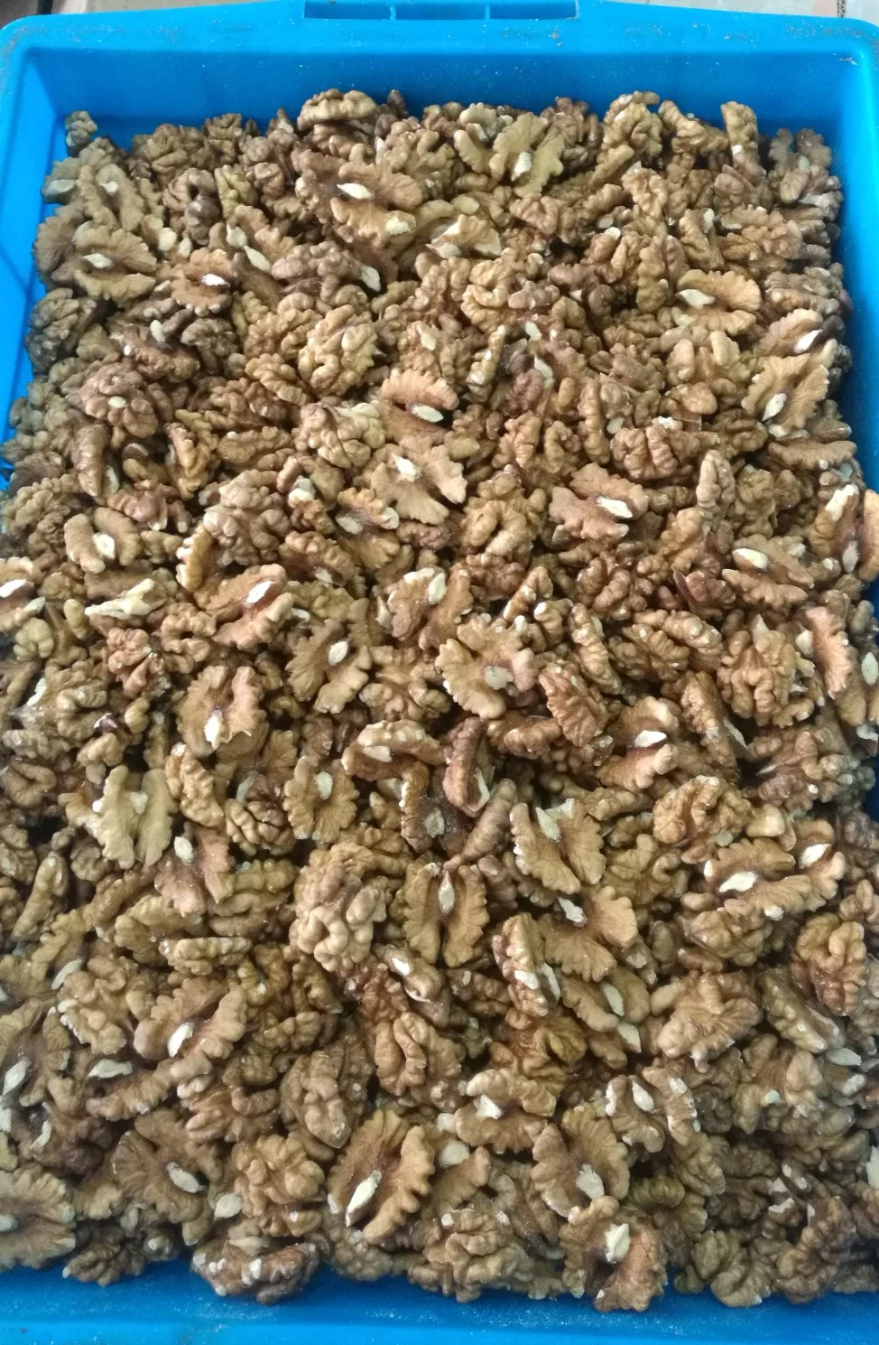 Sweet Walnuts Kernels Peeled Dried Fruits Halves Butterfly Extra Light Raw Nuts Wholesale/Supplier