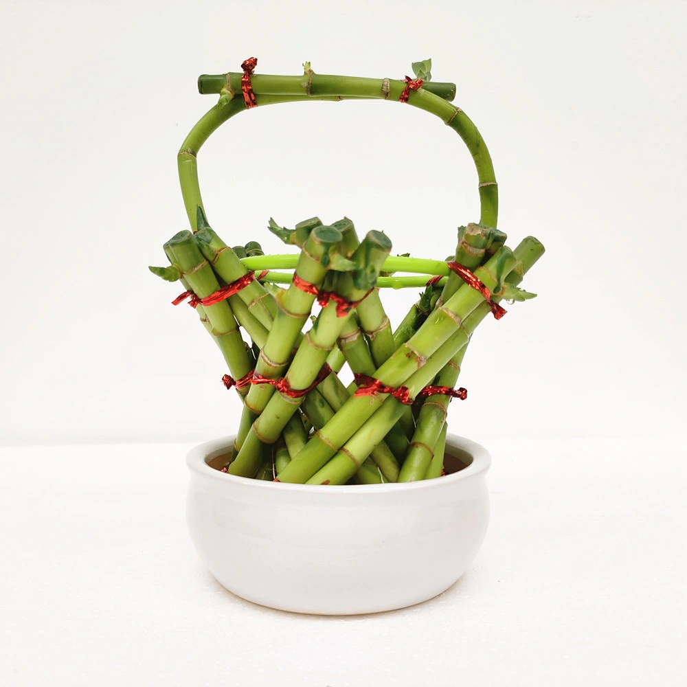 Folwer Basket Lucky Bamboo Plant Brided Bonsai Live Flowers Decoration Wholesale/Supplier