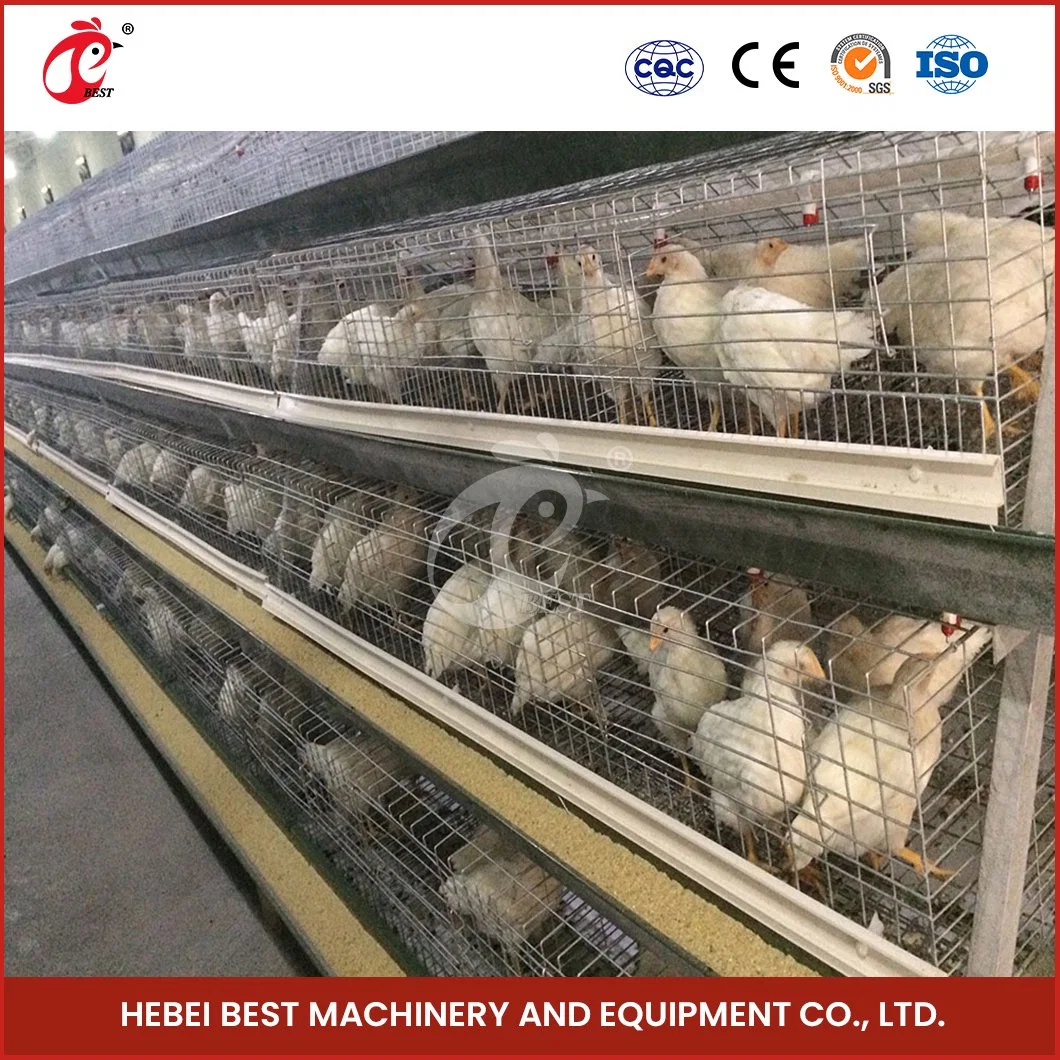 Bestchickencage China Chicken Layer Cage 400 Vögel Lieferant ein Rahmen Automatische Broiler Käfig Probe Verfügbar Harmloses Material Drahtgitter Huhn Käfig