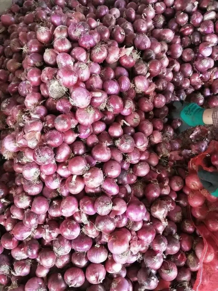 Oignon rouge frais du fournisseur chinois