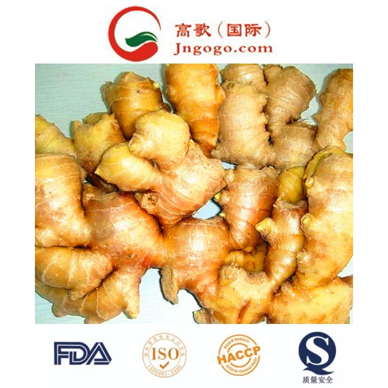 Top Quality New Crop Fresh Ginger Supplier From China