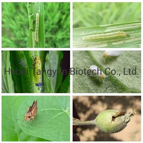 Tiametoxam 30%+Nitenpyram 20%Wdg Paddy Insects Control Insecticide Compound