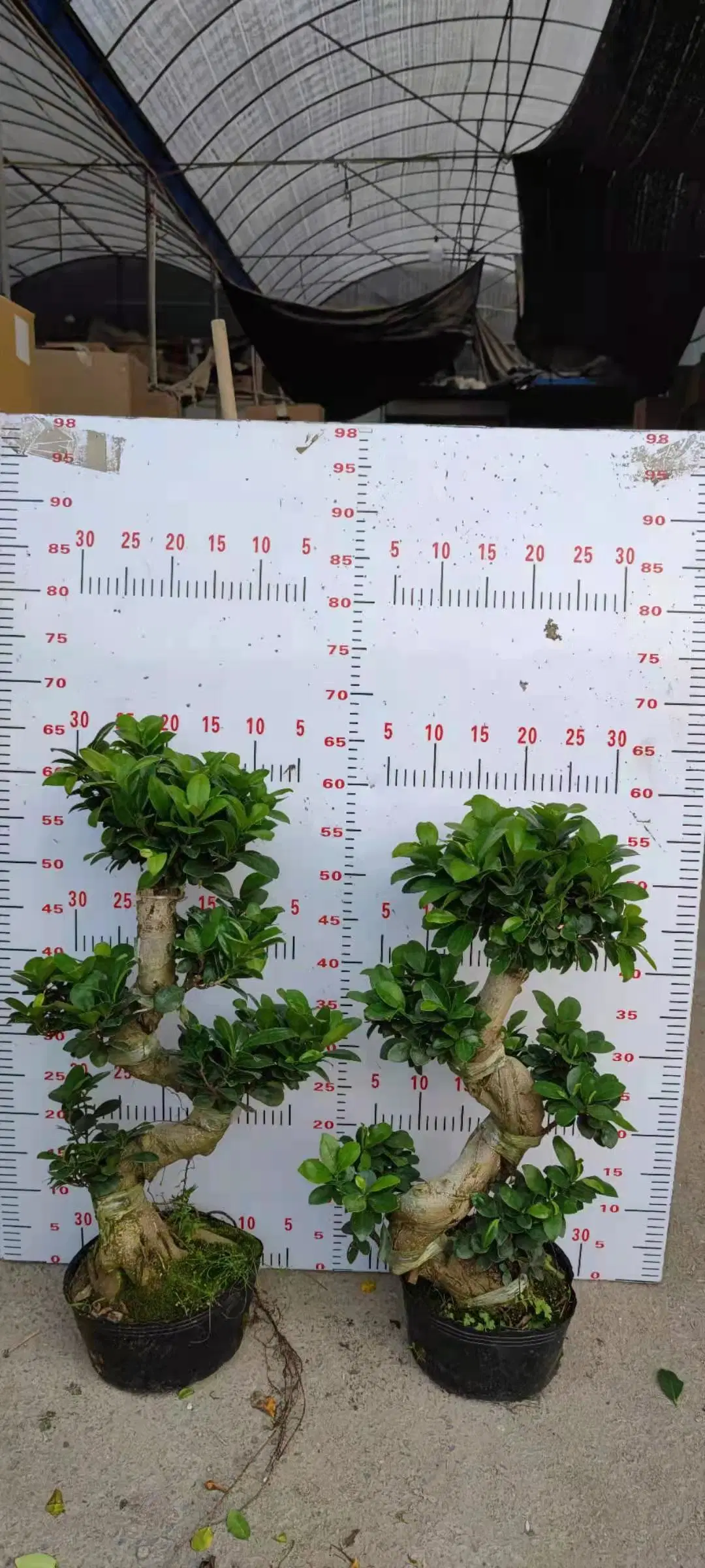 S Shape Ficus Ginseng Bonsai Tree Live Green Plants Garden Decoration Bonsai