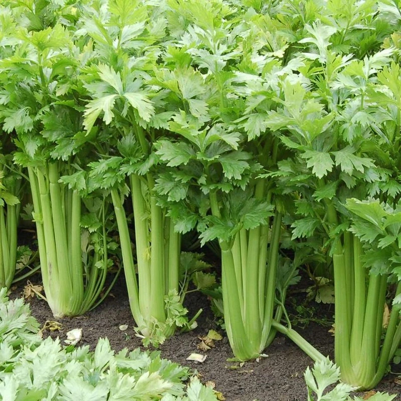 Lowest Price Export Natural Organic Chinese High quality/High cost performance  Fresh Green Celery with High quality/High cost performance 