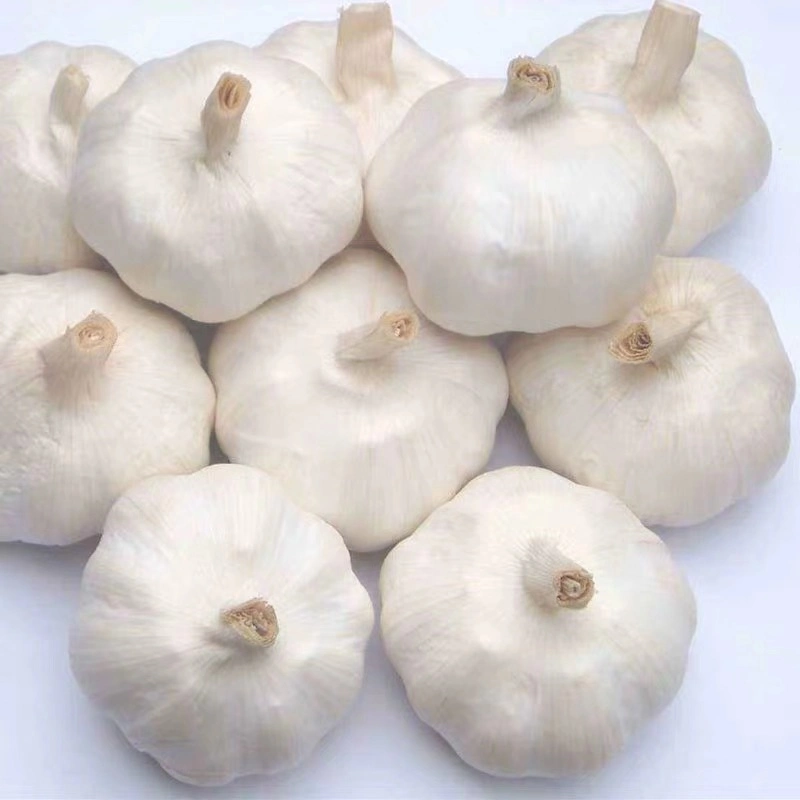 New Wholesale Shandong Good Price Export Solo Pure Peeled Fresh Dried Normal/Super White Dehydrated Garlic