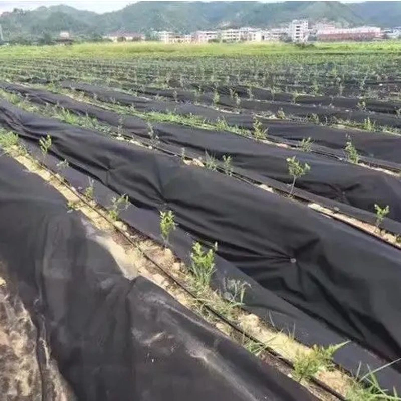 Polipropileno Spubbond Agricultura Nonwoven para estufa vegetal, tecido não tecido PP para Controle de ervas daninhas