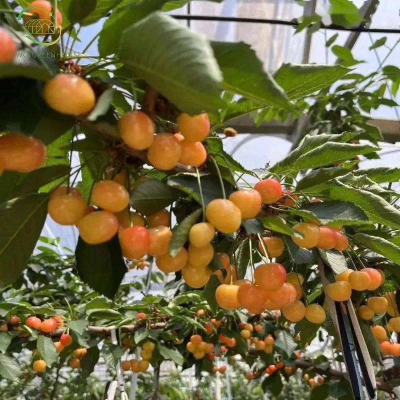 Modern Ecological Multi-Span Glass Greenhouse with Hydroponic System for Vegetable Cultivation