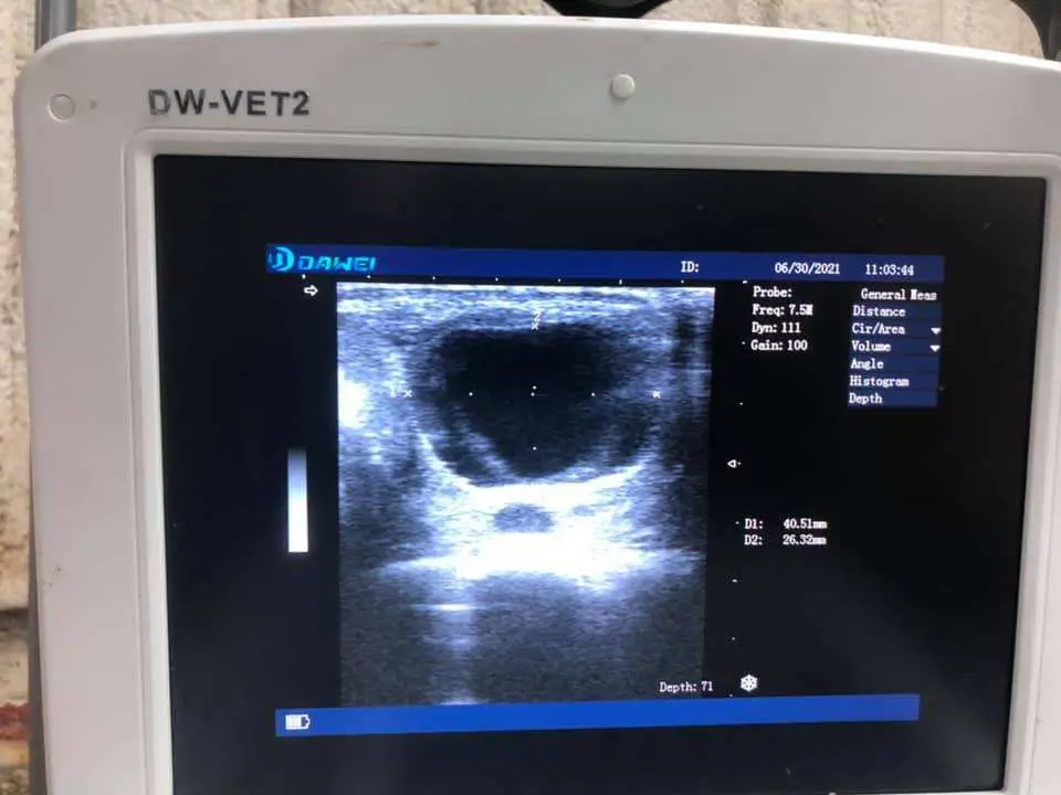 El ultrasonido Ecógrafo veterinario portátil: el perro. Cat. Cerdo. La vaca. Las ovejas. Caballo