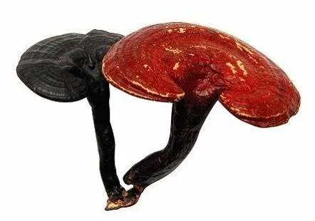 Natürliches Organisches Ganoderma Lucidum Lingzhi Reishi Pilzpulver