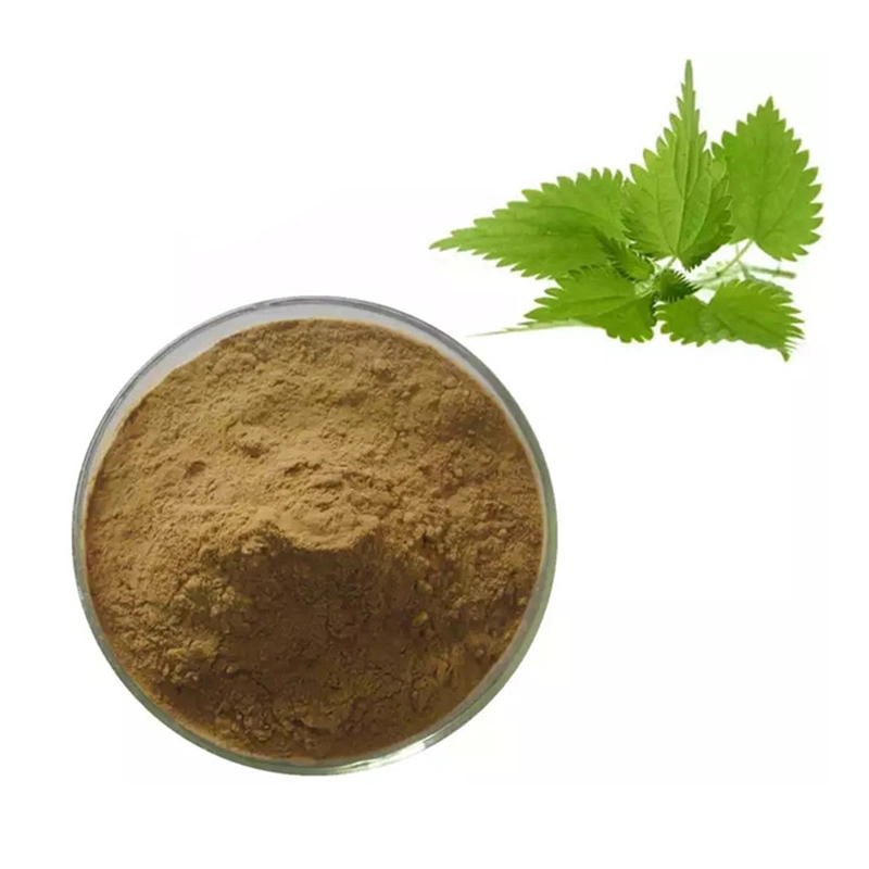 Factory Price High Pure Nettle Leaf/Root Extract Silica 1:2 1:4 by HPLC/UV Promoting Blood Circulation and Relieving Pain Dispelling Wind and Removing Dampness