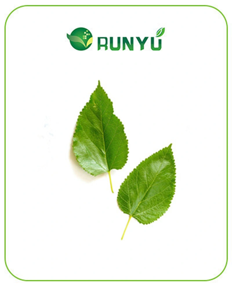 Mejor Precio Extracto Natural de hojas de Mulberry polvo 1-Deoxynojirimicina DNJ 1%-5%