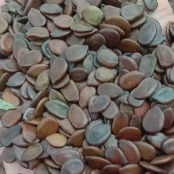 Touchhealthy Supply Leucaena Leucocephala Seeds/Leucaena Seeds/Leucaena Glauca Seeds