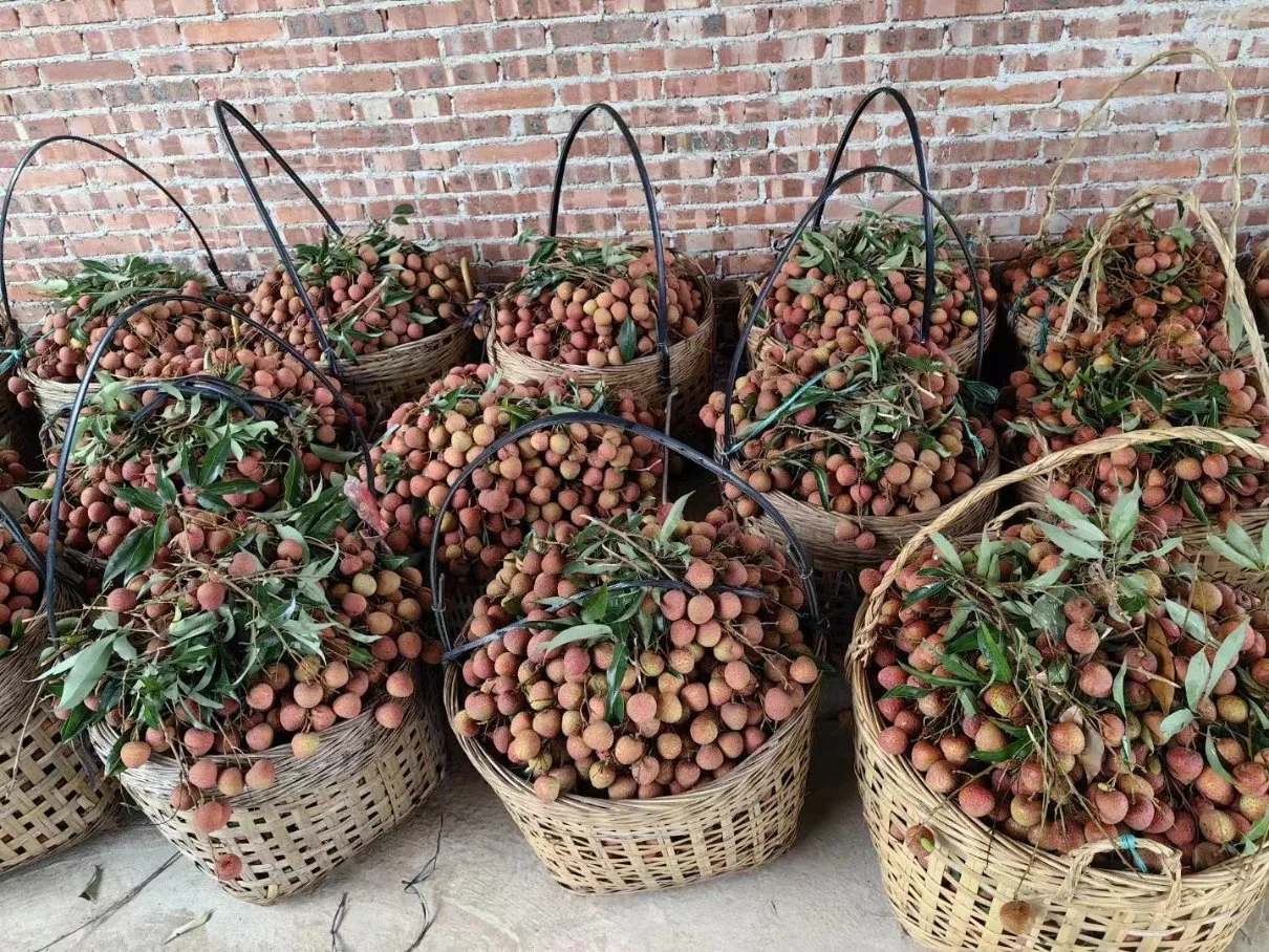 Frutas em latas fácil de abrir bom e saboroso fresco enlatado Lychee