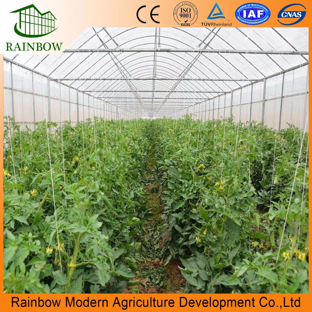 Top Quality China Single Span Polyethylene Film Greenhouse Manufacturer