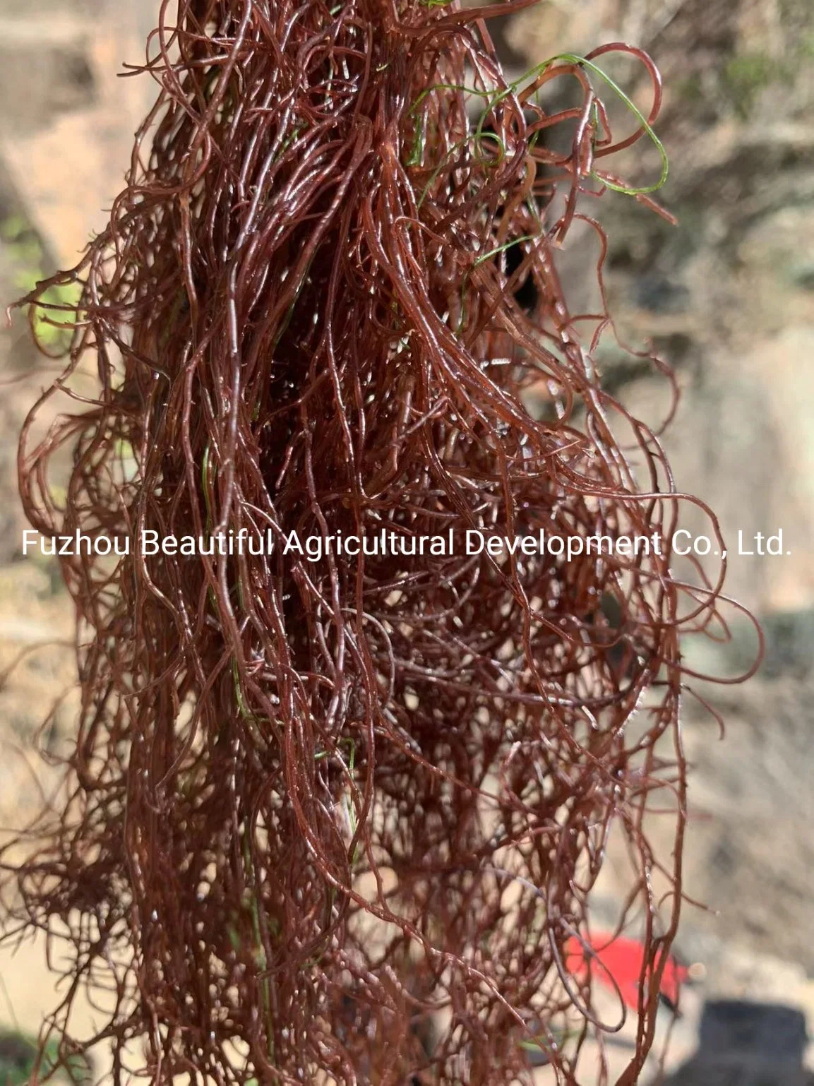 Food Grade roja cocida de algas Gracilaria de Fujian Fuzhou