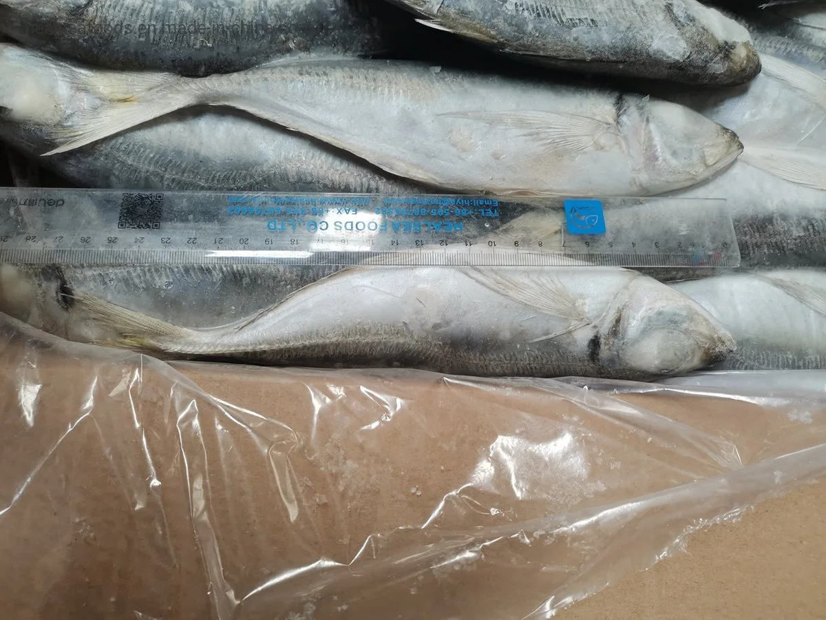 Fresh Seafood Frozen Whole Fish Wholesale/Supplier Small Mackerel Horse Mackerel for Namibia