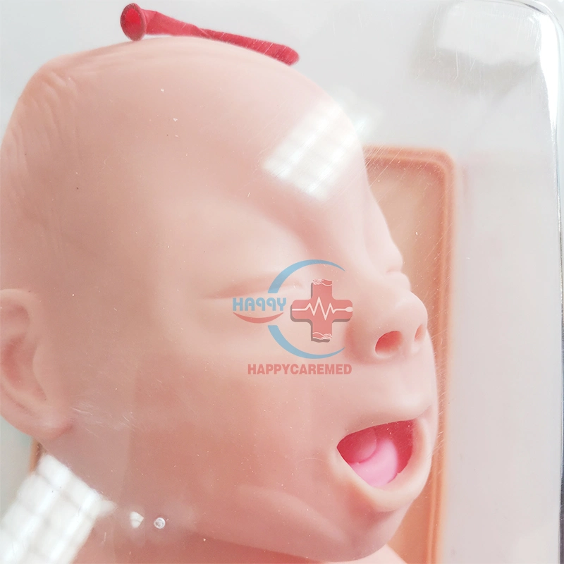 HC-S034 gute Qualität importiert PVC Neonatal Tracheal Intubation Trainingsmodell / Advanced Tracheal Intubation Training Model Für Kleinkinder