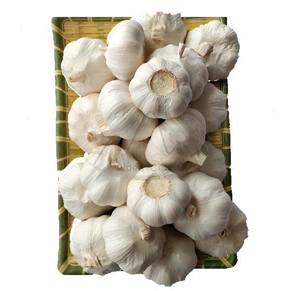 5.5 Cm Factory Pure White Fresh Garlic Price From China