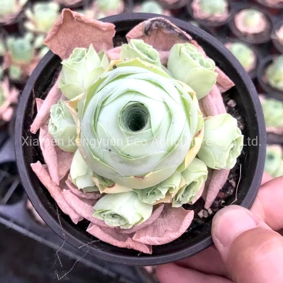 Mountain Rose Greenovia Succulent Plants