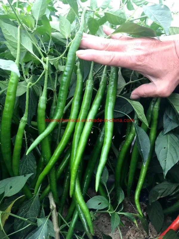 Long Line Pepper Hot Pepper Seeds Red Fruit Suitable for Chilli Source