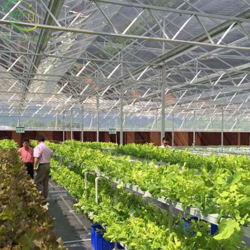 Agricultural Multi Span Tunnel Greenhouses with Hydroponic System and Automatic Irrigation System for Tomato/Cucumber/Lettuce/Pepper Planting