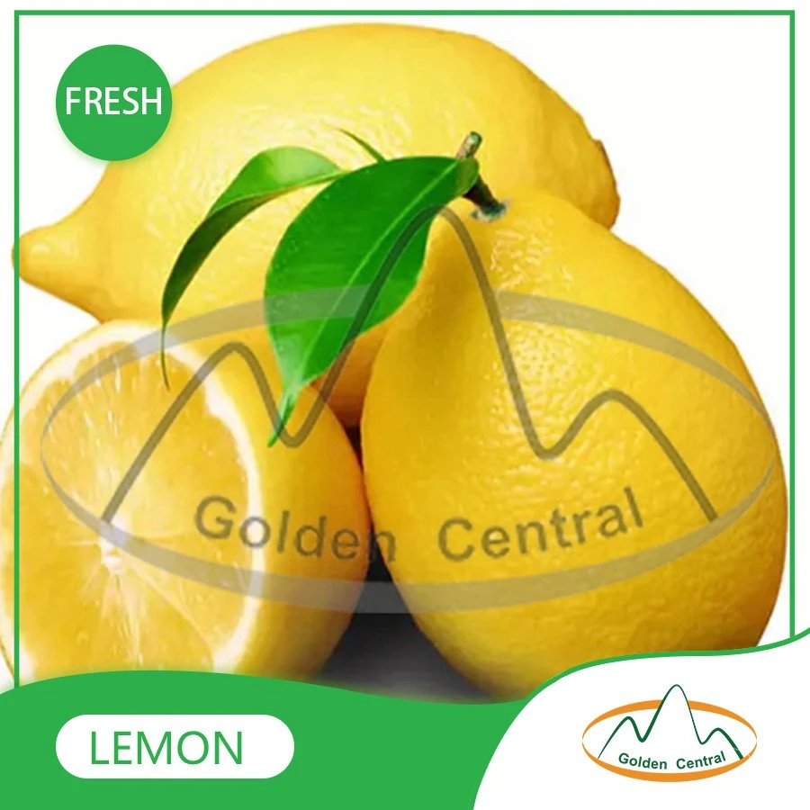 Wholese High quality/High cost performance  New Harvest Fresh Seedless Lime Lemon