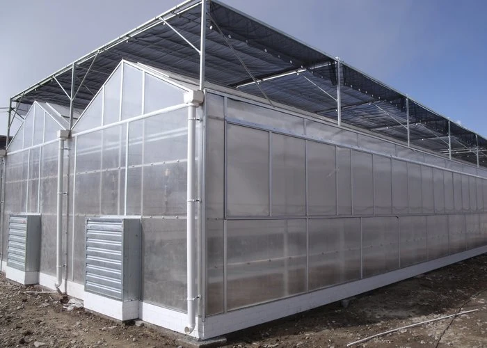 PC Side/Poly House and PE Roof Greenhouse for Vegetable Tomato Cucumber Strawberry Cherries for Commercial Use