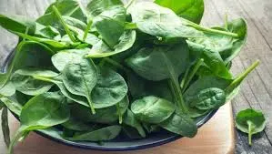 ISO, HACCP, Kosher & Halal Certified 100% Natural Spinach Extract