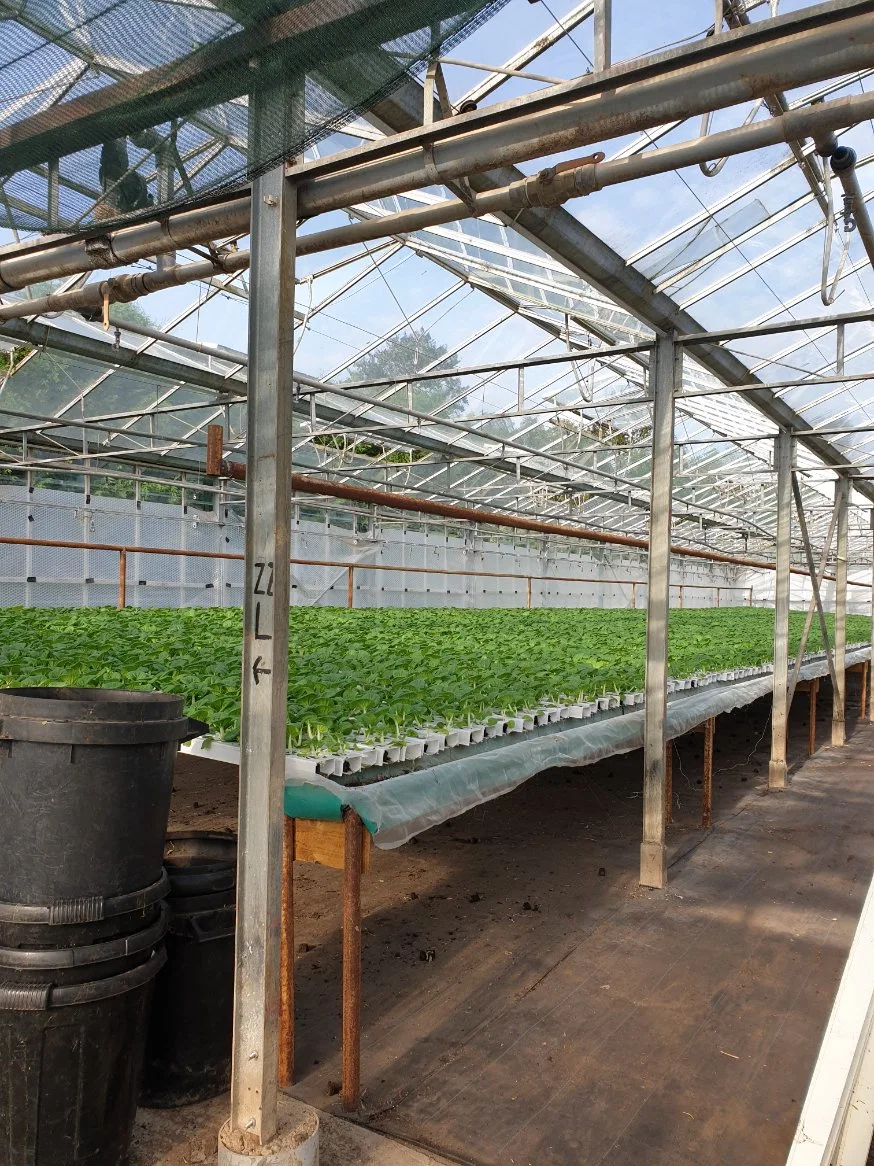 El tubo de hidropónico de plástico de Pimiento plantando lechugas//// Apio repollo vegetales verdes