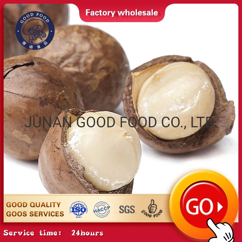 Great Wholesale Raw Macadamia / Roasted Macadamia Nuts at Given out Price