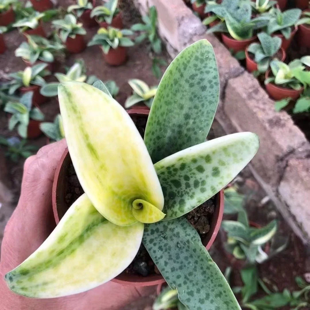 Amarillo Variegata Drimiopsis Bonsai decorativos