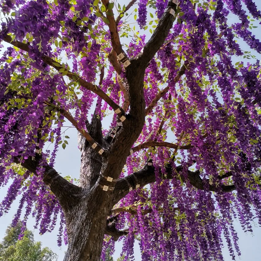 Fabrik Großhandel/Lieferant Hochzeit Kirschblüte Baum Zweige für Mittelstücke Wisteria Baum