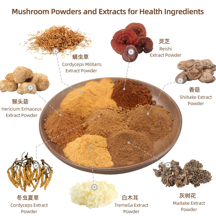 Extrait de Champignons Lion's Mane, Maitake, Shiitake, Cordyceps et Reishi en Poudre Bio