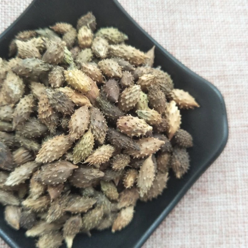 Cang Er Zi Factory Supplies Wholesale/Supplier Bulk Natural Herb Medicine Xanthium Sibiricum for Health