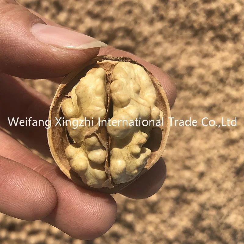 Massenverpackung Rohwalnut in Shell Xinjiang 185 Walnut