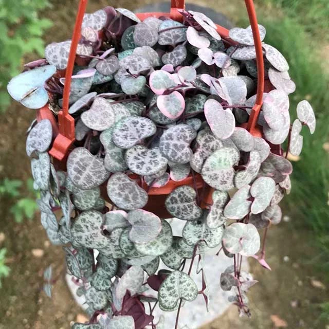 Plante succulente Ceropegia Collaricorona SSP. Collaricorona Werderm plantes de gros Rose