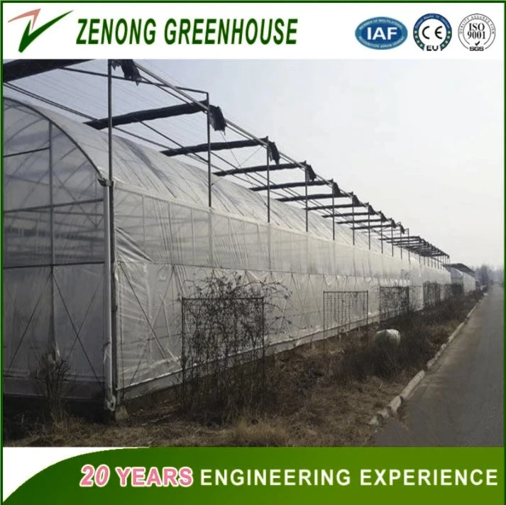 No Welded Assembled Steel Greenhouse Po Film Greenhouse for Planting Vegetables/Succulents/Meaty Flowers