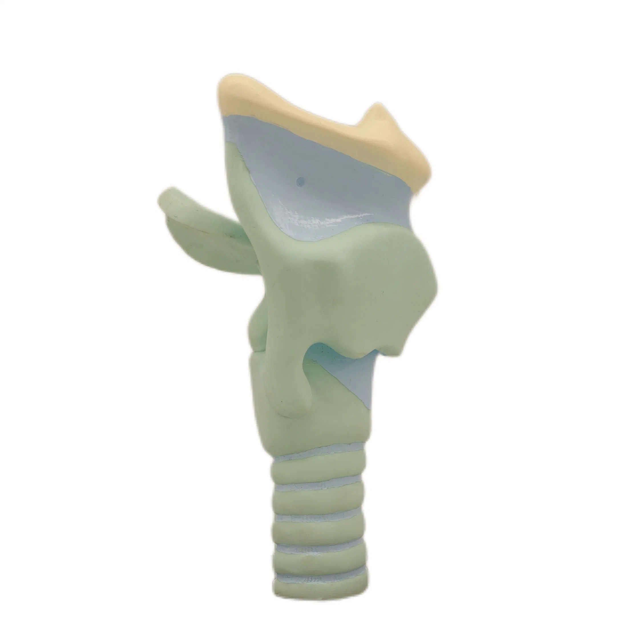 Good Quality of Medical Teaching Anatomical Expansion Model of The Cartilages of Larynx