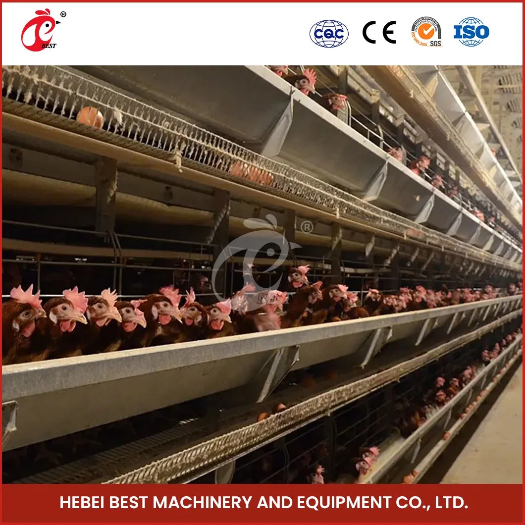 Bestchickencage H Type Breeder Cage Layer Cage China Chicken Layer Cage Manure Cleaning Supplier Custom Easy Assemble Feature Cage Free Chicken Egg Farm
