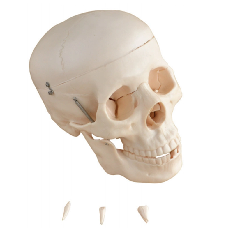 High quality/High cost performance  PVC Skeleton Mecan Human Medical Science Anatomical Body Anatomy Model