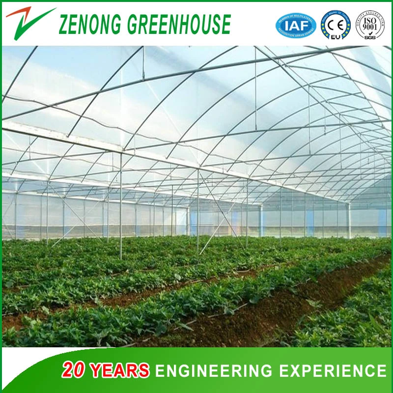 Multi-Span Agriculture Po Film Greenhouse with Side Ventilation for Anti-Season Vegetable/Flower/Fruit