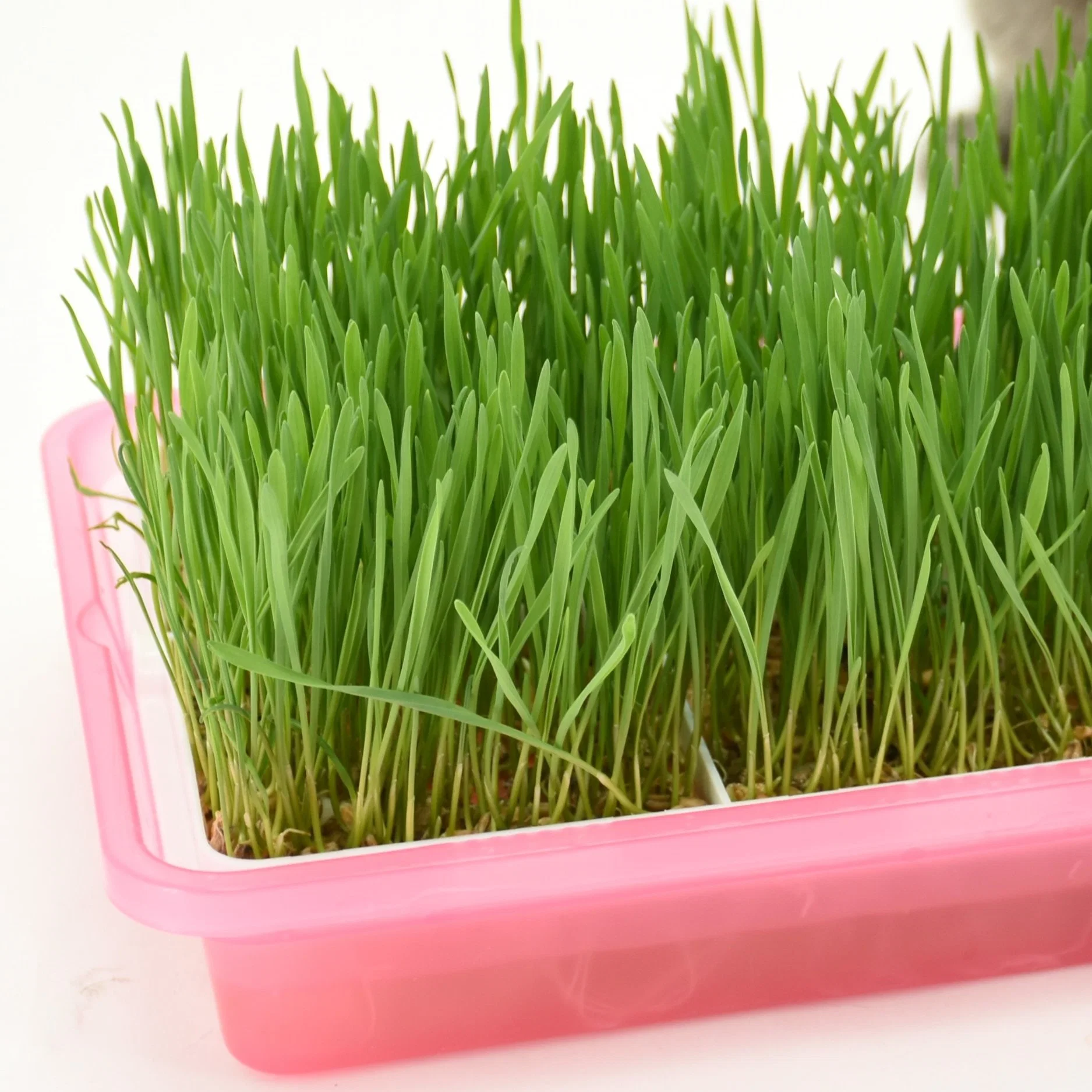 Kinpack Sprout Tablett Weizen Gras Katzenminze Anbau Box Haustier Katze Gras Wächst Keimende Behälter Moderne Haustierprodukte